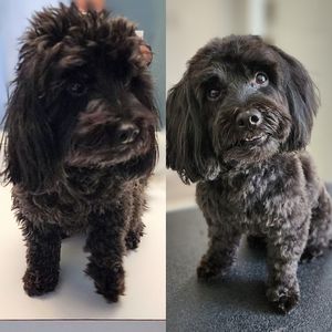 Fur Slayer LLC photo 39