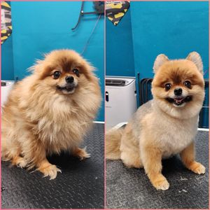 Fur Slayer LLC photo 40