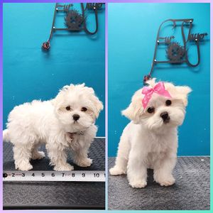 Fur Slayer LLC photo 41