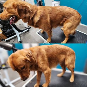 Fur Slayer LLC photo 43