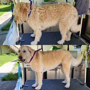 Fur Slayer LLC photo 44