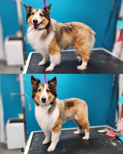 Fur Slayer LLC photo 45