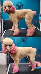 Fur Slayer LLC photo 46