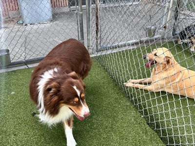 Rivers Edge Pet Resort