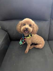 BarkSuds