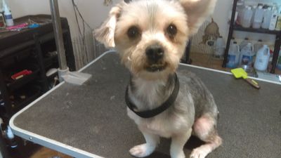 Noah's Ark Pet Grooming