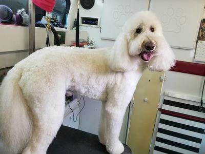 Sudsy Paws Mobile Dog Grooming