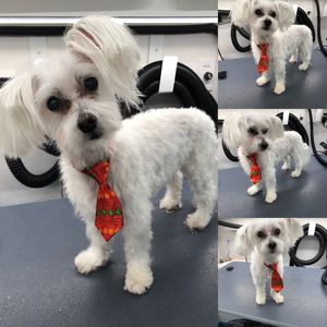 Star Barks Dog Spa