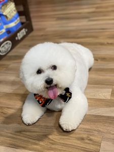 Max’s Pet Market & Salon (Mirada location)