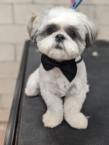 Max’s Pet Market & Salon (Mirada location) photo 7