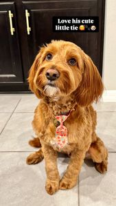 Max’s Pet Market & Salon (Mirada location) photo 8