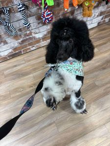 Max’s Pet Market & Salon (Mirada location) photo 9