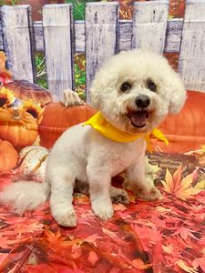 Max’s Pet Market & Salon (Mirada location) photo 14