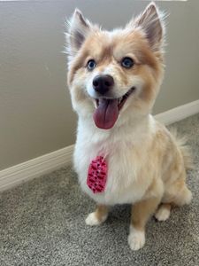 Max’s Pet Market & Salon (Mirada location) photo 16