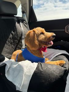 Max’s Pet Market & Salon (Mirada location) photo 19