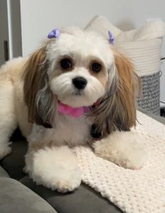 Max’s Pet Market & Salon (Mirada location) photo 25