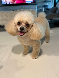 Max’s Pet Market & Salon (Mirada location) photo 26