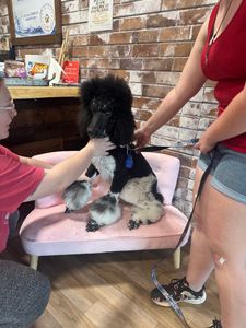 Max’s Pet Market & Salon (Mirada location) photo 28