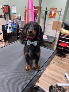 Max’s Pet Market & Salon (Mirada location) photo 30