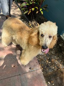 Max’s Pet Market & Salon (Mirada location) photo 31