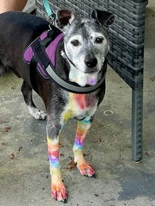 Max’s Pet Market & Salon (Mirada location) photo 33