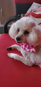 Max’s Pet Market & Salon (Mirada location) photo 34