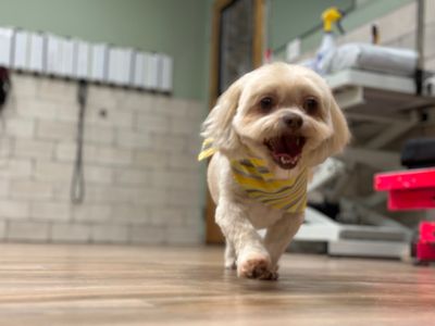 Max’s Pet Market & Salon (Mirada location) photo 35