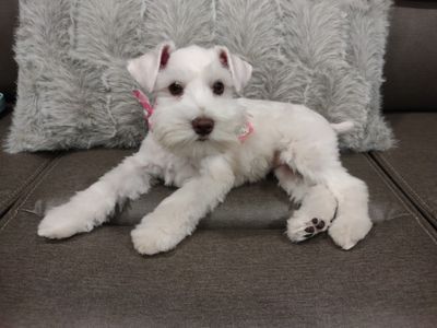 Max’s Pet Market & Salon (Mirada location) photo 37