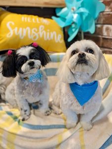 Max’s Pet Market & Salon (Mirada location) photo 38