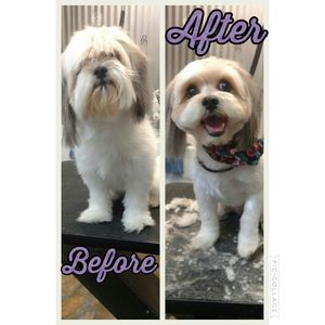 Tails of the Clip Pet Grooming Saint Petersburg, Fl