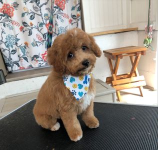 Pet Styles by Stacie