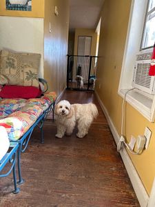 Harbor Pets Grooming