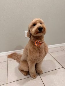 Perky Pups Grooming Studio