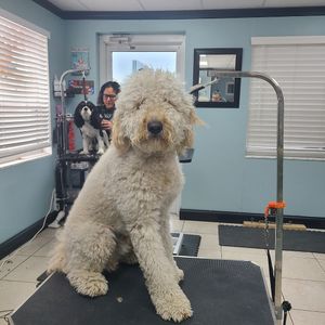 Perky Pups Grooming Studio