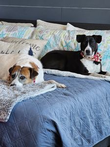 Apollo Beach Animal Hospital