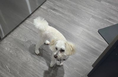 Spaw Paradise Grooming