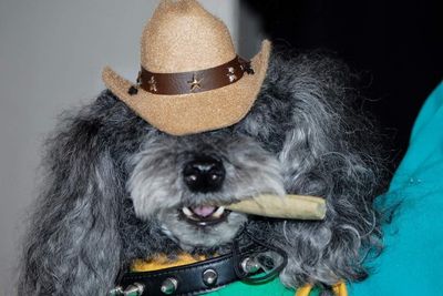 Dog-Mania & Cats photo 20