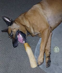 Dog-Mania & Cats photo 57