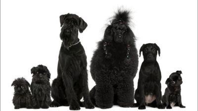 Lark’s House Call Dog Grooming, LLC