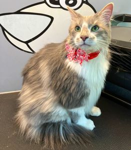 Yellowstone Mobile Pet Grooming