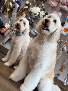 Woof Gang Bakery & Grooming Feather Sound