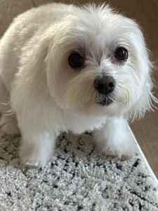 Off the Leash Mobile Grooming