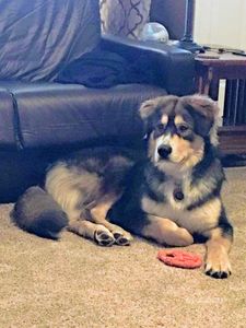 Apollo Animal Hospital: Burrington W R DVM photo 2