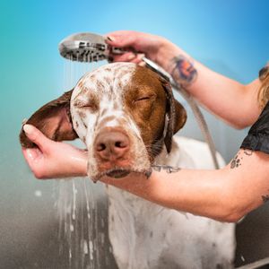 Pet Paradise Wesley Chapel photo 15