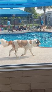 Pet Paradise Wesley Chapel photo 4