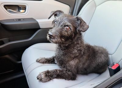 Pet Paradise Wesley Chapel photo 9