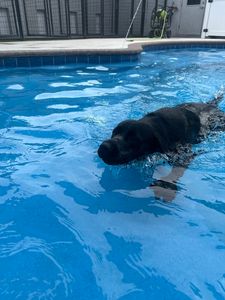 Pet Paradise Wesley Chapel photo 10