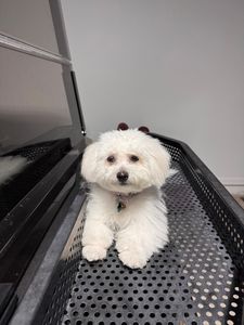 Pet Paradise Wesley Chapel photo 11