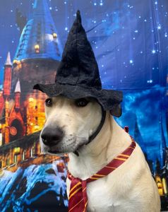 Pet Paradise Wesley Chapel photo 12