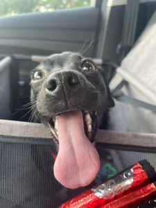 Pet Paradise Wesley Chapel photo 13